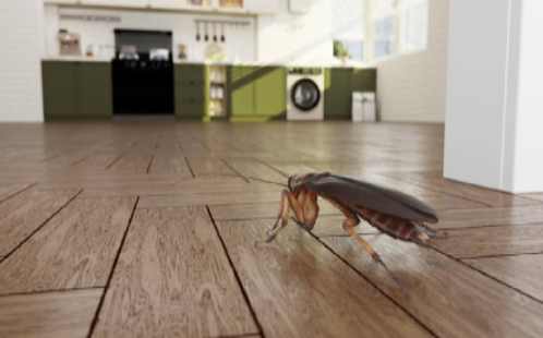 Prevent Cockroaches from Entering Your Home